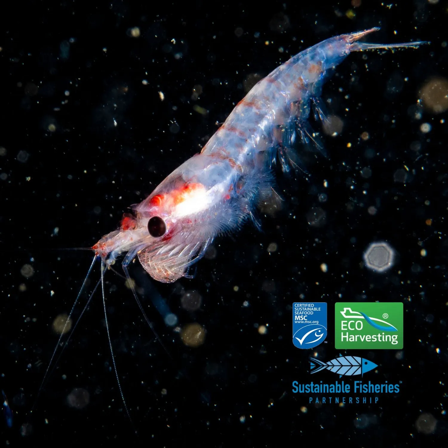 NAD Total KRILL omega-3 60 kapsler Superba Boost