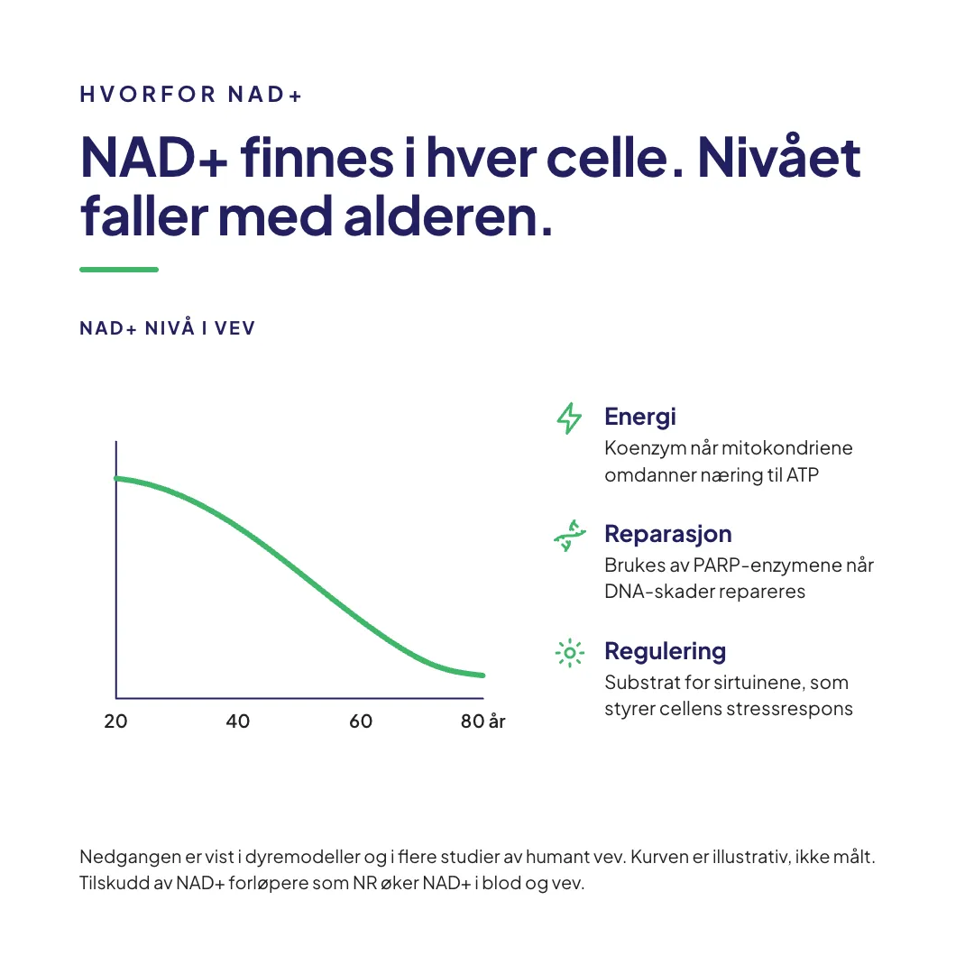 NAD Total Nikotinamid Ribosid kapsler 60 stk 300 mg