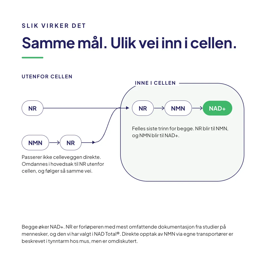 NAD Total Nikotinamid Ribosid NR pulver 30 gram NAD-forløper
